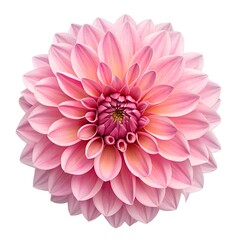 Fototapeta premium close up Blooming pink flower of a dahlia isolated on white background