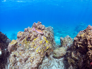 美しいアカヒメジ、ホウライヒメジ（ヒメジ科）他の群れ。
英名学名：Yellowfin goatfish (Mulloidichthys vanicolensis)
Whitesaddle goatfish, Parupeneus ciliatus
静岡県伊豆半島賀茂郡南伊豆町中木ヒリゾ浜2024年
