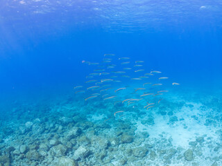 迫力あるタイワンカマス（カマス科）他の群れ。
英名学名：Yellowtail barracuda (Sphyraena obtusata) 
静岡県伊豆半島賀茂郡南伊豆町中木ヒリゾ浜2024年
