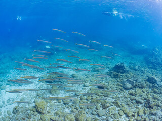 迫力あるタイワンカマス（カマス科）他の群れ。
英名学名：Yellowtail barracuda (Sphyraena obtusata) 
静岡県伊豆半島賀茂郡南伊豆町中木ヒリゾ浜2024年
