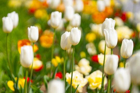 Spring blossom wallpaper. Beautiful Tulips. Red tulip flowers background. Beautiful flower red tulips in sunlight landscape at spring or summer. Amazing spring nature. Tulips flowers in garden.