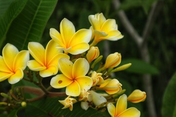 Yellow frangipani or Plumeria flowers are blooming beautifully, with a close view.