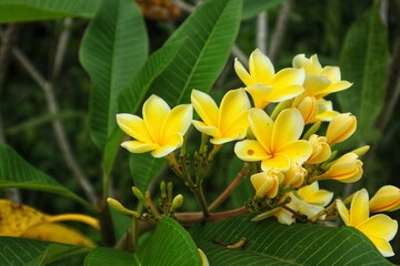 Yellow frangipani or Plumeria flowers are blooming beautifully, with a close view.