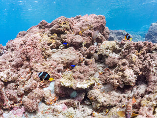 アカハタ, ハタ科, ペア, クマノミ, クマノミ亜科, イソギンチャク, サンゴイソギンチャク, ミツボシクロスズメダイ, スズメダイ科, スズメダイ, ヒリゾ浜, 中木, 南伊豆, 伊豆半島, 静岡県, 海, 水中, 魚, 水, 自然, ダイバー, 動物, 生物, 海中, 深い, 風景, シュノーケリング, スキンダイビング, ビーチ, 色, カラフル, 美しい, 可愛い, 魚群, 水中カメラ