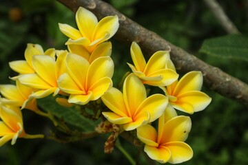 Yellow frangipani or Plumeria flowers are blooming beautifully, with a close view.