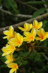 Yellow frangipani or Plumeria flowers are blooming beautifully, with a close view.