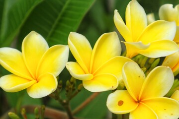 Obraz premium Yellow frangipani or Plumeria flowers are blooming beautifully, with a close view.