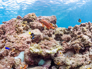 アカハタ, ハタ科, ペア, クマノミ, クマノミ亜科, イソギンチャク, サンゴイソギンチャク, ミツボシクロスズメダイ, スズメダイ科, スズメダイ, ヒリゾ浜, 中木, 南伊豆, 伊豆半島, 静岡県, 海, 水中, 魚, 水, 自然, ダイバー, 動物, 生物, 海中, 深い, 風景, シュノーケリング, スキンダイビング, ビーチ, 色, カラフル, 美しい, 可愛い, 魚群, 水中カメラ