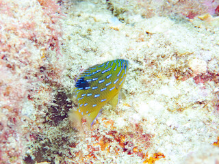 星空のように美しいルリホシスズメダイ（スズメダイ科）の幼魚。
英名学名：Jewel Damsel, Whitespotted devil
静岡県伊豆半島賀茂郡南伊豆町中木ヒリゾ浜2024年
