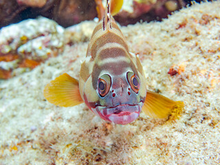 大きく美しいアカハタ（ハタ科）。
英名学名：Blacktip Grouper (Epinephelus fasciatus) 
静岡県伊豆半島賀茂郡南伊豆町中木ヒリゾ浜2024年
