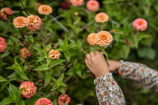 Hands reaching for vibrant peach zinnias at a flower farm.