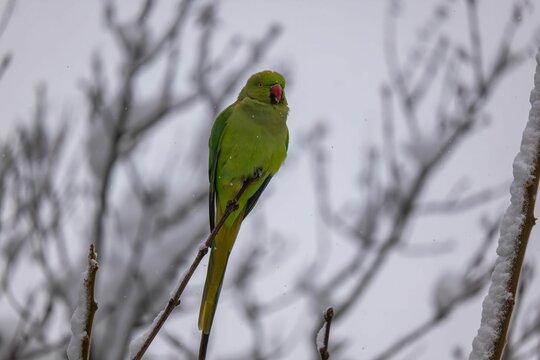 Ring-necked Parakeet in Winter Wonderland