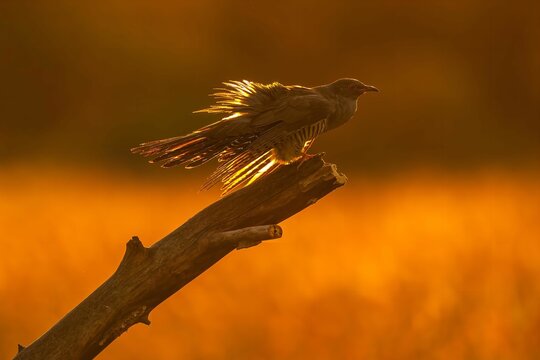 Golden Hour Cuckoo: A Majestic Sunset Silhouette
