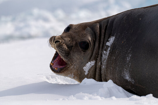 Elephant Seal (Mirounga leonina) in Antarctica.
