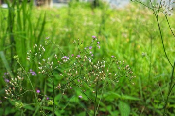 The sky mustard plant (Cyanthillium cinereum) is also called a weed plant that grows wild in the open.