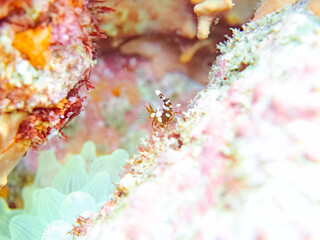 半透明で美しいイソギンチャクモエビ（モエビ科）。
英名学名：Sexy Shrimp, Squat Shrimp (Thor amboinensis)
静岡県伊豆半島賀茂郡南伊豆町中木ヒリゾ浜2024年
