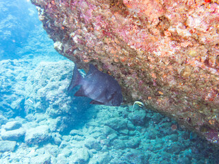 巨大で美しいイシダイ（イシダイ科）ツノダシ（ツノダシ科）他。
老成魚はその姿から「クチグロ」と呼ばれる。
英名学名：Parrot Fish, Knifejaw (Oplegnathus fasciatus
Moorish Idol, Zanclus cornutus
静岡県伊豆半島賀茂郡南伊豆町中木ヒリゾ浜2024年
