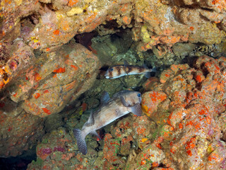 水中洞窟にいる、美しい
ツノダシ（ツノダシ科）イシガキフグ（ハリセンボン科）ミナミハタンポ（ハタンポ科）他
英名学名：
Moorish Idol, Zanclus cornutus
Pacific Burrfish, Chilomycterus reticulatus
Black-Stripe Sweeper,Pempheris schwenkii
ヒリゾ浜2024
