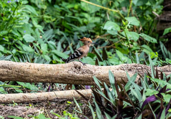 A variegated hoopoe in the wild on a summer day in Thailand
