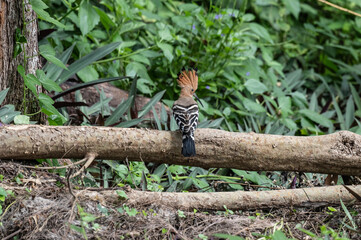 A variegated hoopoe in the wild on a summer day in Thailand