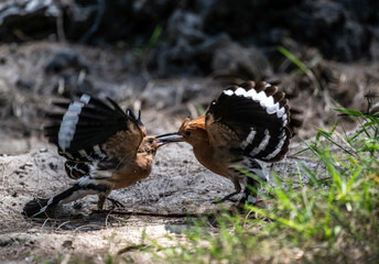 A variegated hoopoe in the wild on a summer day in Thailand