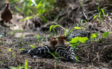 A variegated hoopoe in the wild on a summer day in Thailand