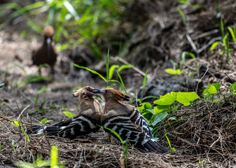 A variegated hoopoe in the wild on a summer day in Thailand