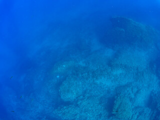 美しいメジナ（イスズミ科）、イサキ（イサキ科）他の群れ。
英名学名：Largescale Blackfish (Girella punctata)
Chicken Grunt, Parapristipoma trilineatum
静岡県伊豆半島賀茂郡南伊豆町中木ヒリゾ浜2024年
