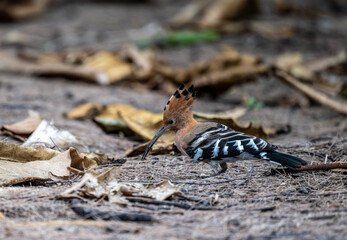 A variegated hoopoe in the wild on a summer day in Thailand