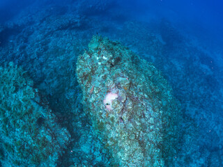 高海水温が続いているのでサンゴの白化現象が起きている。
美しいイソギンチャク畑の可愛いクマノミ（クマノミ亜科）ペア、ミツボシクロスズメダイ（スズメダイ科）他の群れ。
英名学名：
Yellowtail clownfish (Amphiprion clarkii)
Threespot dascyllus (Dascyllus trimaculatus) 
静岡県伊豆半島賀茂郡南伊豆町中木ヒリゾ浜
