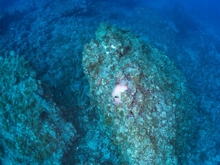 高海水温が続いているのでサンゴの白化現象が起きている。
美しいイソギンチャク畑の可愛いクマノミ（クマノミ亜科）ペア、ミツボシクロスズメダイ（スズメダイ科）他の群れ。
英名学名：
Yellowtail clownfish (Amphiprion clarkii)
Threespot dascyllus (Dascyllus trimaculatus) 
静岡県伊豆半島賀茂郡南伊豆町中木ヒリゾ浜
