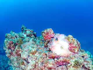 高海水温が続いているのでサンゴの白化現象が起きている。
美しいイソギンチャク畑の可愛いクマノミ（クマノミ亜科）ペア、ミツボシクロスズメダイ（スズメダイ科）他の群れ。
英名学名：
Yellowtail clownfish (Amphiprion clarkii)
Threespot dascyllus (Dascyllus trimaculatus) 
静岡県伊豆半島賀茂郡南伊豆町中木ヒリゾ浜
