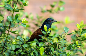 Pheasant's Spurred Cuckoo hunting in the wild in the forest in Thailand