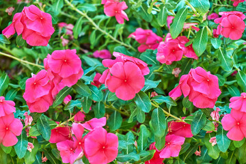 Plant. Catharanthus roseus. A species of evergreen perennial subshrubs, a species of the genus...