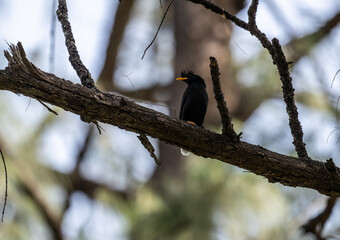 Black crested myna hunting in natural conditions near water in Thailand