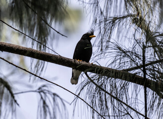 Black crested myna hunting in natural conditions near water in Thailand
