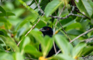 Pheasant's Spurred Cuckoo hunting in the wild in the forest in Thailand