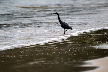 Grey heron hunting in natural conditions near water in Thailand
