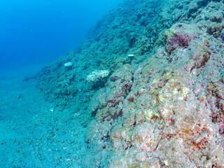 サンゴの白化現象
テーブルサンゴのフタスジリュウキュウスズメダイ、ミツボシクロスズメダイ、ヤリカタギ幼魚他
英名学名：Reticulated Dascyllus,Dascyllus reticulatus
Chevron Butterflyfish,Chaetodon trifascialis
Threespot dascyllus,Dascyllus trimaculatus
南伊豆中木ヒリゾ浜