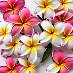 Obraz premium Colorful plumeria or frangipani flowers, with pink, yellow, and white petals against a white background