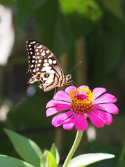A butterfly sits on a fuchsia-colored zinnia flower. blooming beautifully