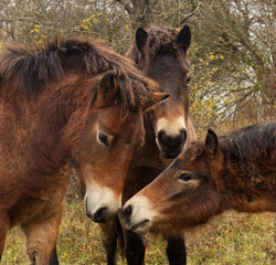Close-up of the heads of Exmoor ponies standing in a group close together in an autumn pasture.