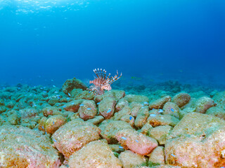美しく大きなハナミノカサゴ（ミノカサゴ亜科）他。
英名学名：Red Lionfish (Pterois volitans)
岩場に集まる、美しいソラスズメダイ（スズメダイ科）他の群れ。
英名学名：Heavenly Damselfish (Pomacentrus coelestis)
静岡県伊豆半島賀茂郡南伊豆町中木ヒリゾ浜2024年
