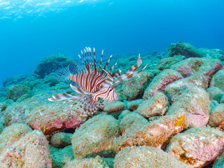 美しく大きなハナミノカサゴ（ミノカサゴ亜科）他。
英名学名：Red Lionfish (Pterois volitans)
岩場に集まる、美しいソラスズメダイ（スズメダイ科）他の群れ。
英名学名：Heavenly Damselfish (Pomacentrus coelestis)
静岡県伊豆半島賀茂郡南伊豆町中木ヒリゾ浜2024年
