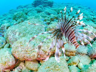 美しく大きなハナミノカサゴ（ミノカサゴ亜科）他。
英名学名：Red Lionfish (Pterois volitans)
岩場に集まる、美しいソラスズメダイ（スズメダイ科）他の群れ。
英名学名：Heavenly Damselfish (Pomacentrus coelestis)
静岡県伊豆半島賀茂郡南伊豆町中木ヒリゾ浜2024年
