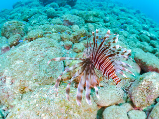 美しく大きなハナミノカサゴ（ミノカサゴ亜科）他。
英名学名：Red Lionfish (Pterois volitans)
岩場に集まる、美しいソラスズメダイ（スズメダイ科）他の群れ。
英名学名：Heavenly Damselfish (Pomacentrus coelestis)
静岡県伊豆半島賀茂郡南伊豆町中木ヒリゾ浜2024年

