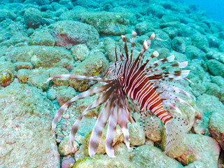 美しく大きなハナミノカサゴ（ミノカサゴ亜科）他。
英名学名：Red Lionfish (Pterois volitans)
岩場に集まる、美しいソラスズメダイ（スズメダイ科）他の群れ。
英名学名：Heavenly Damselfish (Pomacentrus coelestis)
静岡県伊豆半島賀茂郡南伊豆町中木ヒリゾ浜2024年
