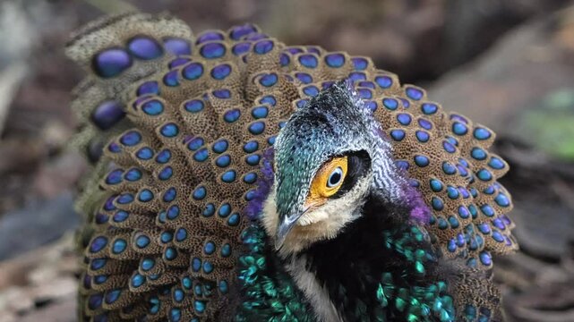Bornean Peacock-Pheasant A Spectacle of Colors in the Heart of Borneo's Wilderness