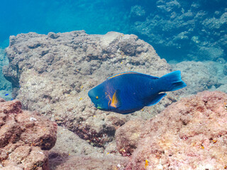 大きく美しいアオブダイ（ブダイ科）。
英名学名：Knobsnout Parrotfish (Scarus ovifrons)
静岡県伊豆半島賀茂郡南伊豆町中木ヒリゾ浜2024年
