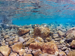 美しいオヤビッチャ（スズメダイ科）、シマハギ（ニザダイ科）他の幼魚の群れ。
英名学名：Convict surgeonfish, Acanthurus triostegus
Sergeant Major, Abudefduf vaigiensis
静岡県伊豆半島賀茂郡南伊豆町中木ヒリゾ浜2024年
